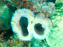 Yellow Vase Sponge IMG 6341